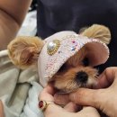 허그댕댕 | 수원 펫쇼 펫페어 펫박람회 후기