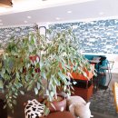 벨라망떼 이미지