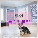 옆집강아지 | 무안 폼스키분양 두 달째 맞이한 강아지와의 현실