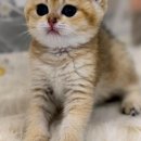 라온캣 대구고양이분양 낭만펫 강아지분양 대구점 이미지