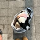 얼바인 동물병원 이미지