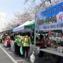 덕진구청 벚꽃축제 이미지