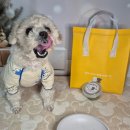 우월한 탄산 이미지