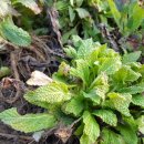 용운농장 이미지