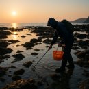 성지자원 | 🌊잘 잡히고 제약없는 동해안 해루질 성지 10선과 주변관광지 정보
