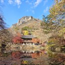 백암산(상왕봉)-장성★애기단풍★ BAC100 이미지