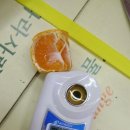 통통과일 이미지