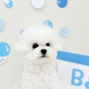 블루맘펫살롱 이미지