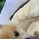 김호두 이미지