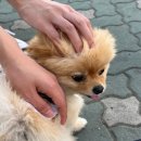 못된송아지 이미지