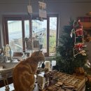 고영만 | 제주공항 근처 카페 미르담 | 고양이가 있는 힐링 카페