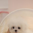 럽댕 강아지분양 이미지