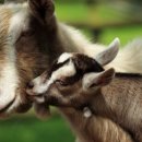 아기염소 이미지