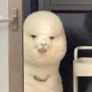 스노우볼씨앤씨