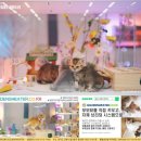 그루밍캐터리 이미지