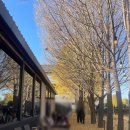 예쁜커피나무 | 옐로커피 일산 예쁜 대형카페 은행나무 핫플레이스 다녀온 후기