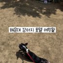 강아지 호텔 이미지