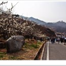 개화마을 Daum카페
