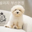 코튼빌리지 부산본점 이미지