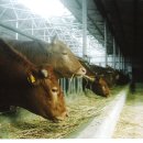 혁 한우농장 이미지