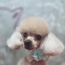 예삐
