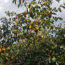 영호 농장 이미지