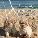 교항리(하) | 강아지동반 강릉 여행 2박 3일 코스 기록