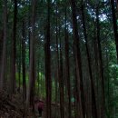 축령산자연휴양림 이미지