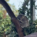 (주)이거다 | [호주 시드니 타롱가주] 오픈런 없이 오후 입장 추천! 할인 입장권 후기