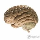 디아더짐 이미지