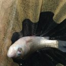 두메낚시터 이미지