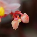 베고니아 '<b>레드</b> <b>키스</b>'[Begonia ‘Red Kiss’] 꽃 베고니아과 관엽식물 교배종 홈가드닝식물