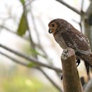 부엉이집 이미지