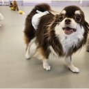 리치펫하우스 이미지