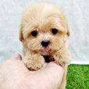 우리네강아지 | 부평 강아지후기, 우리 댕댕이 친구를 위한 최고의 선택!