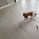 pet288거5655 | 신혼가구 졸업후기 _ 반려동물과 함께 with pet 가구가 있는 일룸 스타필드 고양점