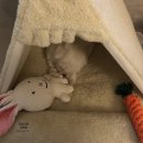 데려가시개 이미지