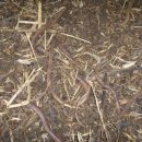 임마누엘농장 이미지