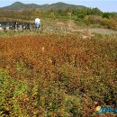 김진규농장 이미지