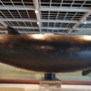 부산해양자연사박물관 이미지