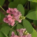 싸리나무꽃 이미지