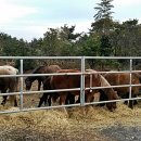 덕수콜택시 이미지