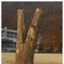 남후초등학교 이미지