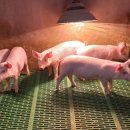 주령축산 이미지