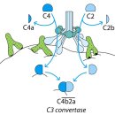 가무네경로당 | [면역학] 보체 시스템에 의한 세 가지 경로(Classical pathway, alternative pathway, lectin pathway...