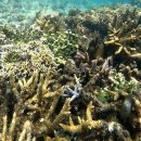 조은마린 | 2025.07. 알라만다 임갸 코럴 빌리지 시크릿 비치 &amp; 임갸 마린 가든 스노클링 포인트