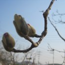 Magnolia 이미지
