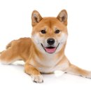 아인동물의료센터 이미지