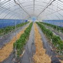 푸른솔농장5 이미지