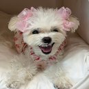 슈슈 | 강아지 이어슈슈 사용 후기 필수템일까 선택일까